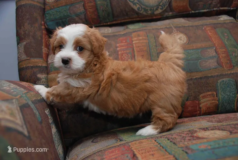 Billy – Havanese puppy for sale in Gastonia, NC