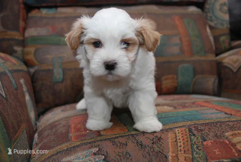 Lenny – Havanese puppy for sale in Gastonia, NC