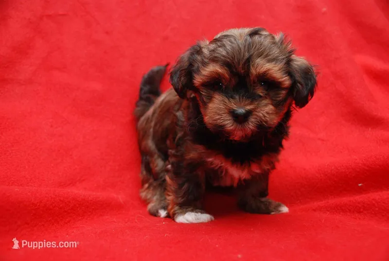 KOOPA – Havanese puppy for sale in Gastonia, NC