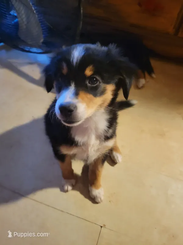 Hazel – Pembroke Welsh Corgi, Miniature Australian Shepherd puppy for sale in Davis, OK