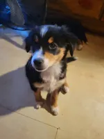 Hazel, a female Pembroke Welsh Corgi and Miniature Australian Shepherd for sale in Davis, OK – 1 of 2