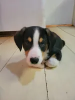 "MOOSE", a male Pembroke Welsh Corgi and Miniature Australian Shepherd for sale in Davis, OK – Photo 4 of 4
