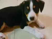 "MOOSE", a male Pembroke Welsh Corgi and Miniature Australian Shepherd for sale in Davis, OK – Photo 3 of 4