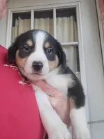 "MOOSE", a male Pembroke Welsh Corgi and Miniature Australian Shepherd for sale in Davis, OK – Photo 1 of 4