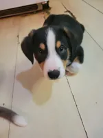 "MOOSE", a male Pembroke Welsh Corgi and Miniature Australian Shepherd for sale in Davis, OK – Photo 2 of 4