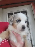 "ASPEN", a female Pembroke Welsh Corgi and Miniature Australian Shepherd for sale in Davis, OK – Photo 2 of 2