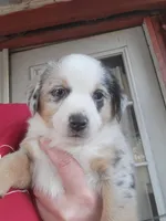 "ASPEN", a female Pembroke Welsh Corgi and Miniature Australian Shepherd for sale in Davis, OK – Photo 1 of 2