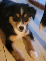 Hazel, a female Pembroke Welsh Corgi and Miniature Australian Shepherd for sale in Davis, OK – 2 of 2