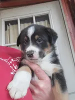 "PARKER", a male Pembroke Welsh Corgi and Miniature Australian Shepherd for sale in Davis, OK – 1 of 1