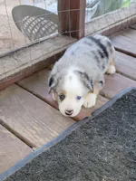 "LINCOLN", a male Pembroke Welsh Corgi and Miniature Australian Shepherd for sale in Davis, OK – Photo 1 of 2