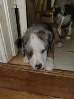 "LINCOLN", a male Pembroke Welsh Corgi and Miniature Australian Shepherd for sale in Davis, OK – Photo 2 of 2