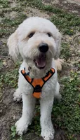 Atlas, a male Goldendoodle for sale in Orlando, FL – 9 of 9