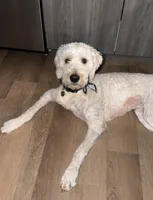 Atlas, a male Goldendoodle for sale in Orlando, FL – 7 of 9
