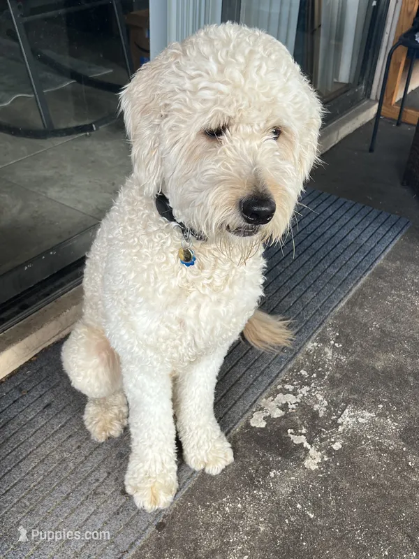 Atlas looking for a loving home – Goldendoodle puppy for sale in Orlando, FL