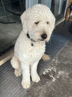 Atlas looking for a loving home (Price Reduced), a male Goldendoodle for sale in Orlando, FL – 4 of 10
