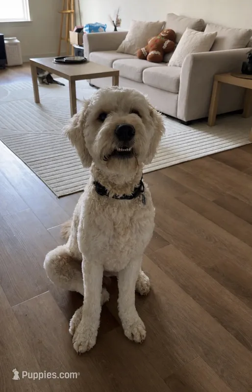 Atlas – Goldendoodle puppy for sale in Orlando, FL