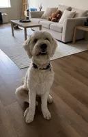 Atlas, a male Goldendoodle for sale in Orlando, FL – 1 of 9