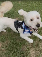 Atlas, a male Goldendoodle for sale in Orlando, FL – 4 of 9