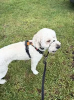Atlas, a male Goldendoodle for sale in Orlando, FL – 6 of 9