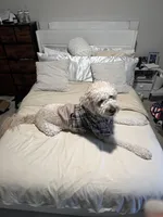 Atlas, a male Goldendoodle for sale in Orlando, FL – 8 of 9