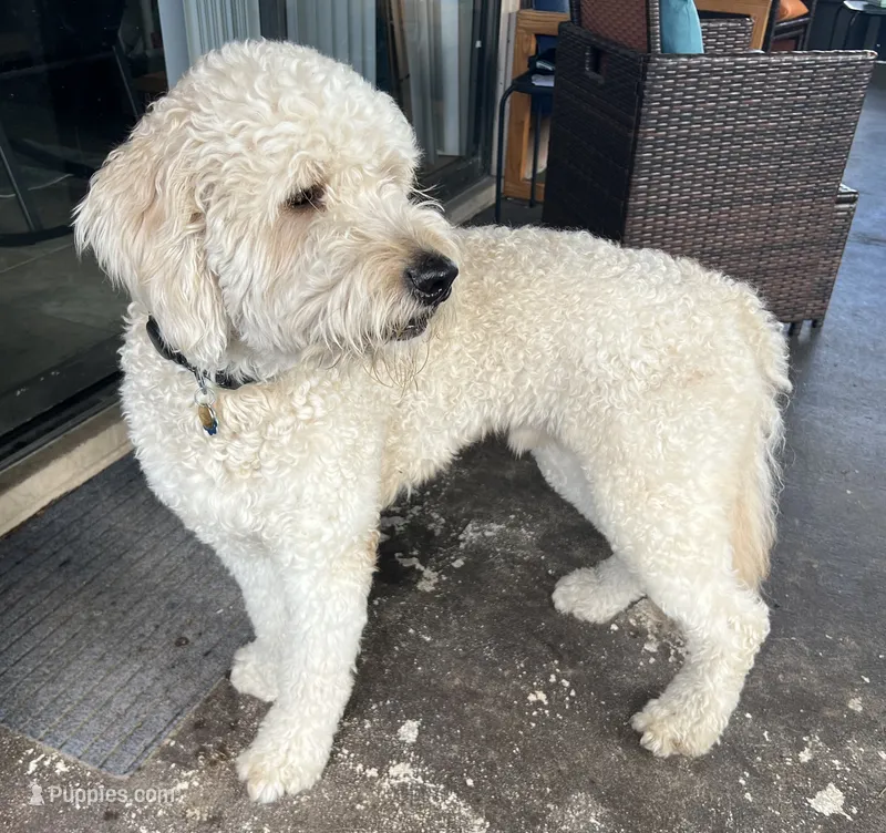 Atlas looking for a loving home (Price Reduced), a male Goldendoodle for sale in Orlando, FL – 1 of 10