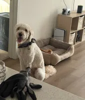Atlas, a male Goldendoodle for sale in Orlando, FL – 5 of 9