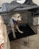 Atlas, a male Goldendoodle for sale in Orlando, FL – 2 of 9