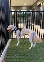 Atlas, a male Goldendoodle for sale in Orlando, FL – 3 of 9