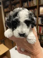 Spot, a male Poodle - Toy  for sale in Battle Creek, MI – 2 of 2