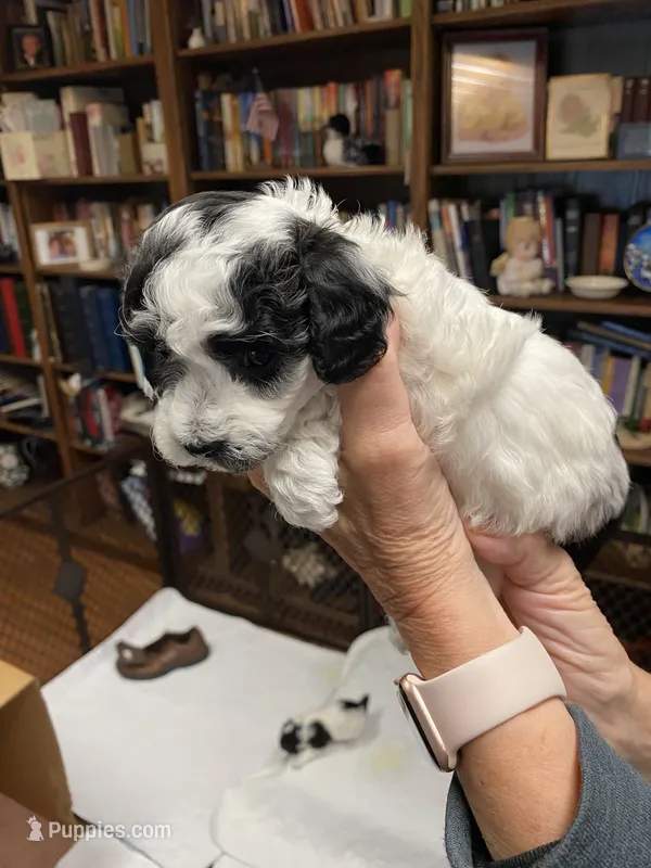 Spot – Poodle - Toy  puppy for sale in Battle Creek, MI