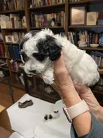 Spot, a male Poodle - Toy  for sale in Battle Creek, MI – 1 of 2