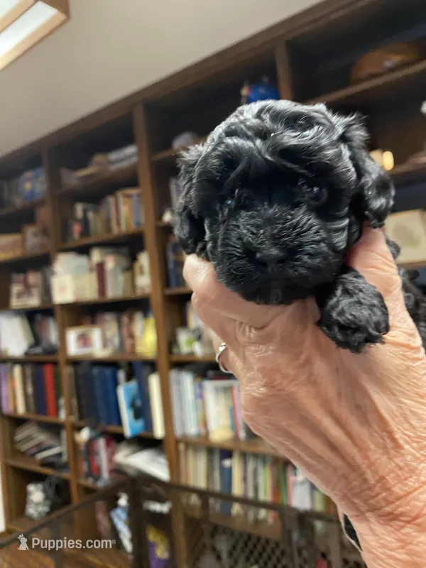 Blackie – Poodle - Toy  puppy for sale in Battle Creek, MI