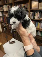 Tonto, a male Poodle - Toy  for sale in Battle Creek, MI – 1 of 1