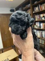Blackie, a male Poodle - Toy  for sale in Battle Creek, MI – 2 of 2
