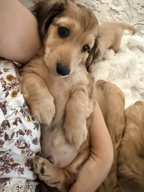 Little Ricky – Miniature Dachshund puppy for sale in Westminster, CA