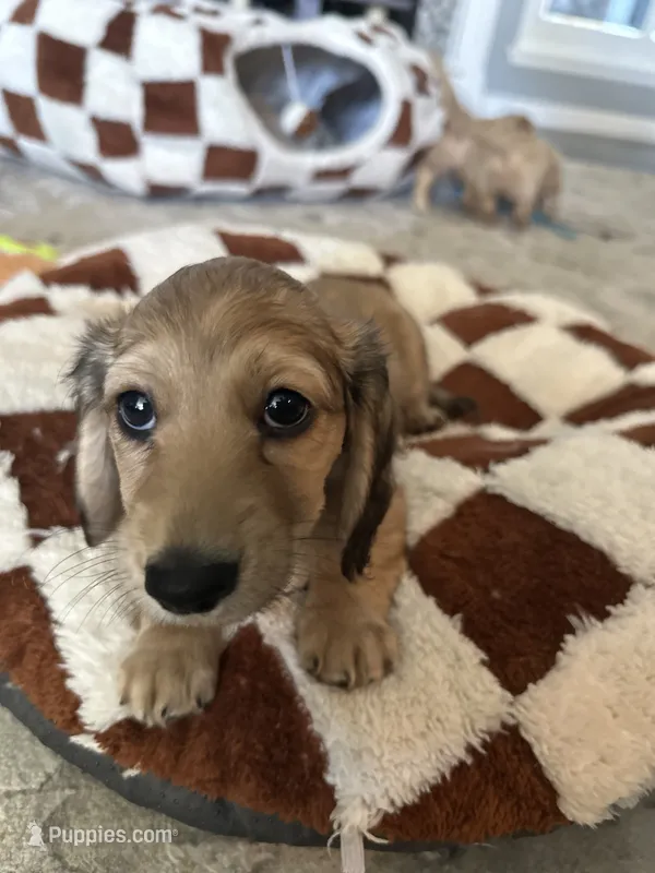 Ms B – Miniature Dachshund puppy for sale in Westminster, CA