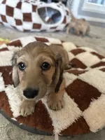 Ms B, a female Miniature Dachshund for sale in Westminster, CA – 1 of 1