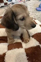 Cowboy, a male Miniature Dachshund for sale in Westminster, CA – 2 of 2
