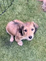 Little Ricky, a male Miniature Dachshund for sale in Westminster, CA – 2 of 4