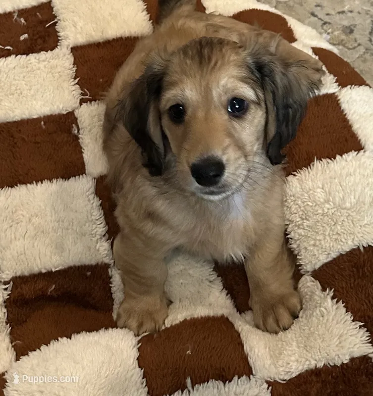 Cowboy – Miniature Dachshund puppy for sale in Westminster, CA