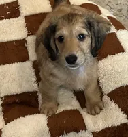 Cowboy, a male Miniature Dachshund for sale in Westminster, CA – 1 of 2