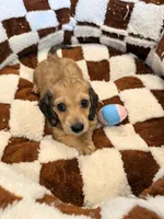 Hazel, a female Miniature Dachshund for sale in Westminster, CA – 2 of 3