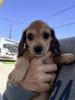 Hazel, a female Miniature Dachshund for sale in Westminster, CA – 1 of 3