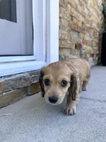 Hazel, a female Miniature Dachshund for sale in Westminster, CA – 3 of 3