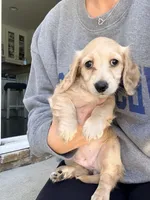 Peaches, a female Miniature Dachshund for sale in Westminster, CA – 2 of 3