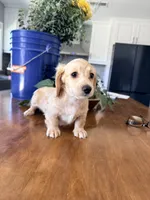 Peaches, a female Miniature Dachshund for sale in Westminster, CA – 1 of 3