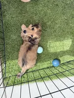 Little Ricky, a male Miniature Dachshund for sale in Westminster, CA – 3 of 4