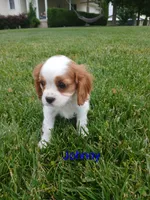 AKC Johnny, a male Cavalier King Charles Spaniel for sale in Clarksville, TN – 2 of 5