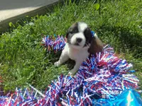 AKC Chloe WE DELIVER, a female Saint Bernard for sale in Nashville, TN – 4 of 8