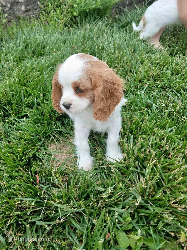 AKC sunny WE DELIVER – Cavalier King Charles Spaniel puppy for sale in Clarksville, TN